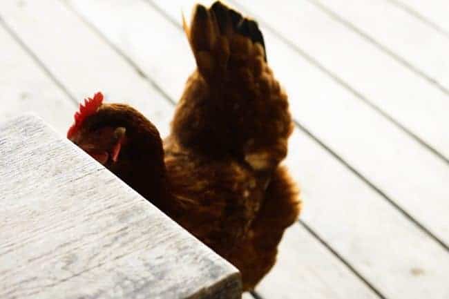 Scandalous chicken who wants Roasted Garlic Spinach Alfredo Lasagna from Foodie with Family