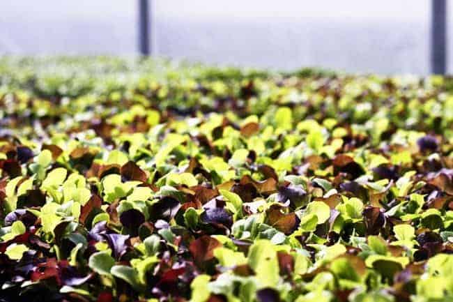 Baby lettuces at Killdeer Farm, Norwich, VT | www.foodiewithfamily.com