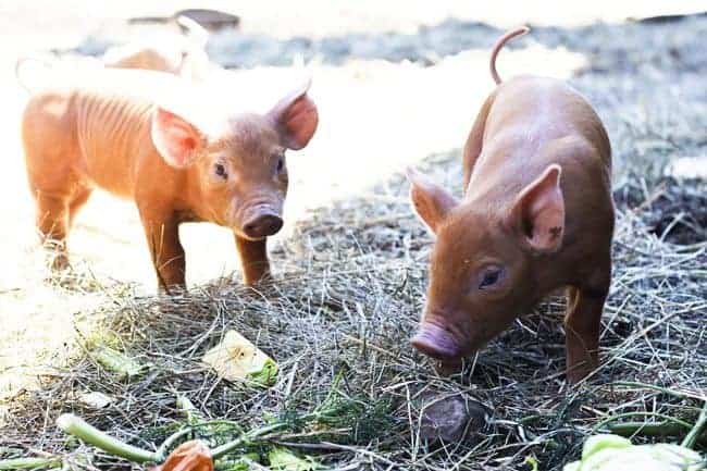 Baby bacon at Hogwash Farm, Norwich, VT | www.foodiewithfamily.com