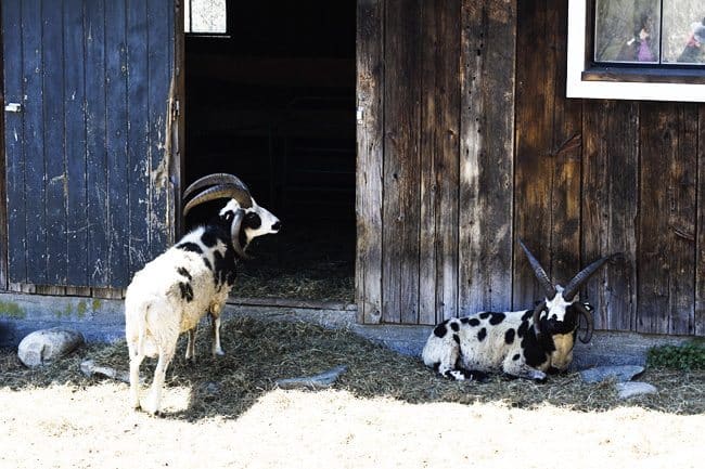 Jacob's Sheep at Hogwash Farm, Norwich, VT | www.foodiewithfamily.com