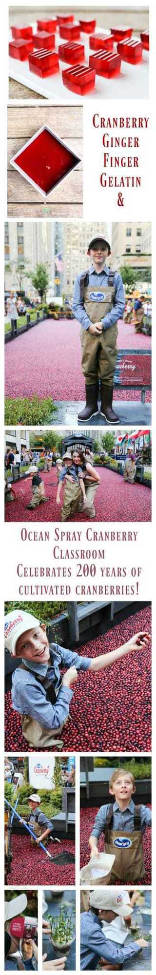 Cranberry Ginger Finger Gelatin and Ocean Spray Cranberry Classroom