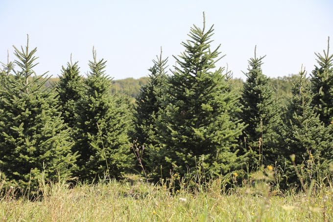 A visit to a real Christmas tree farm: Stokoe Farms in Scottsville, NY.