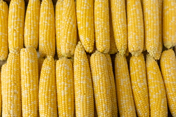 shucked sweet corn