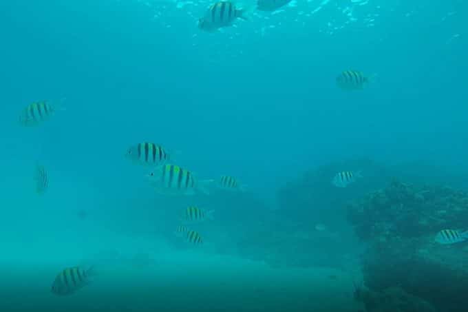 Helmet diving in Grand Cayman with Princess Cruises on the Caribbean Princess. This was one of the best cruise excursions I have ever experienced by far.