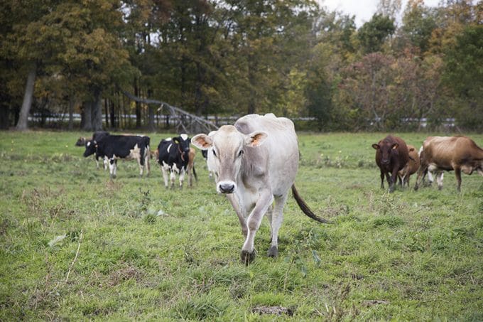 Dellavale Farm Cabot Creamery Cooperative