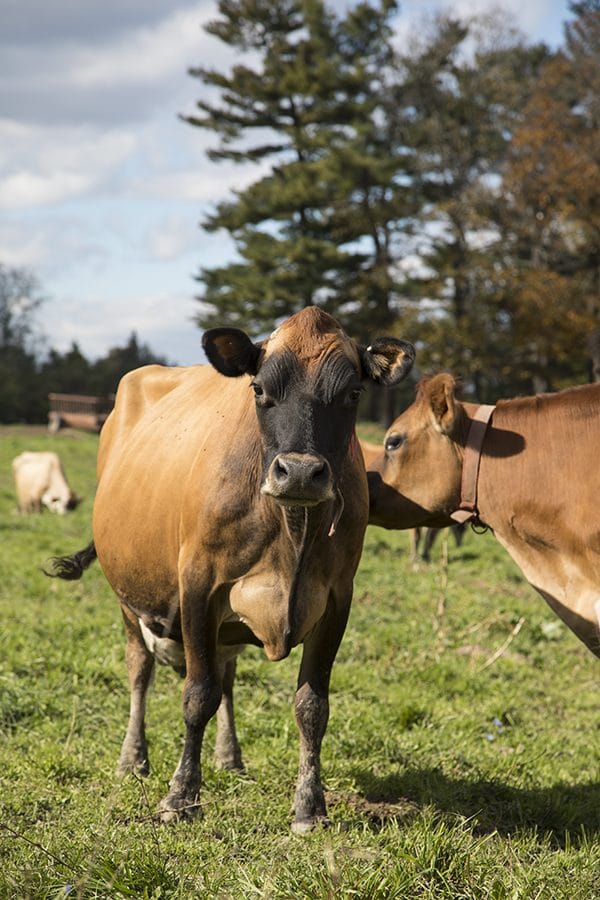 Dellavale Farm Cabot Creamery Cooperative