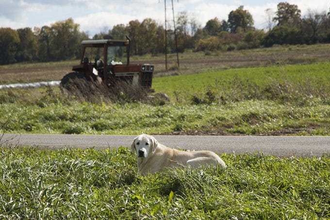 Dellavale Farm Cabot Creamery Cooperative